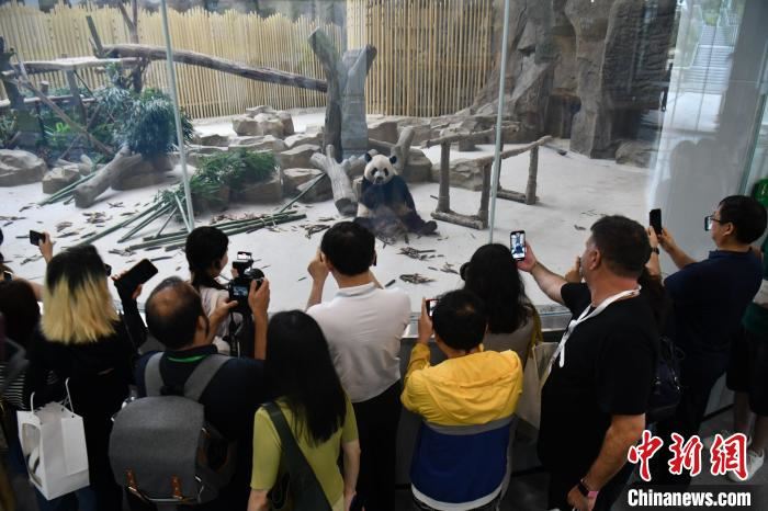 助推文化交流 首届金熊猫奖配套活动“我与熊猫面对面”参观活动举行