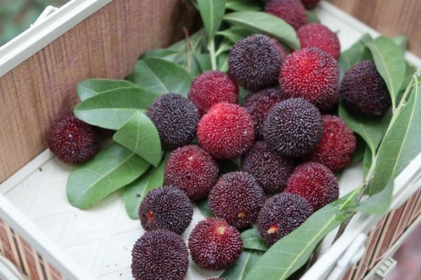 科技赋农 浙江余姚杨梅锁鲜直达香港