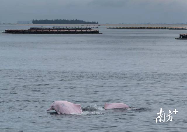 前方发现小可爱！ 全国生态日在湛江雷州湾邂逅中华白海豚