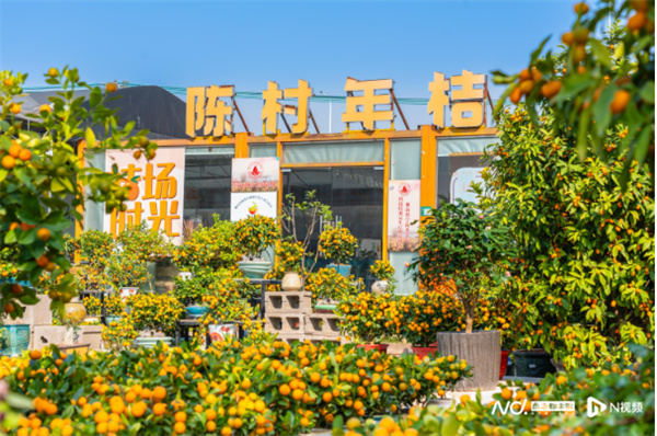 年味里的广东年桔畅销密码：海内外需求旺，寓意吉利扮靓各地