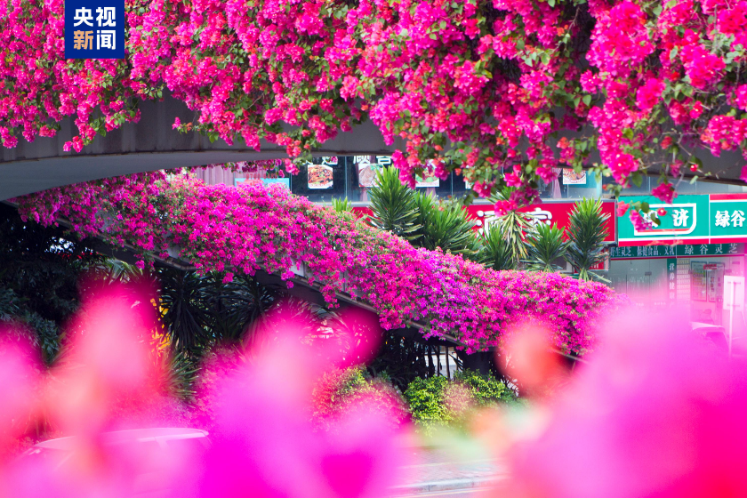 美好时光里 湾区花正开