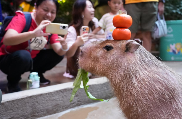 非遗花灯点亮千年传统，广州入选2025元宵灯会十大热门城市