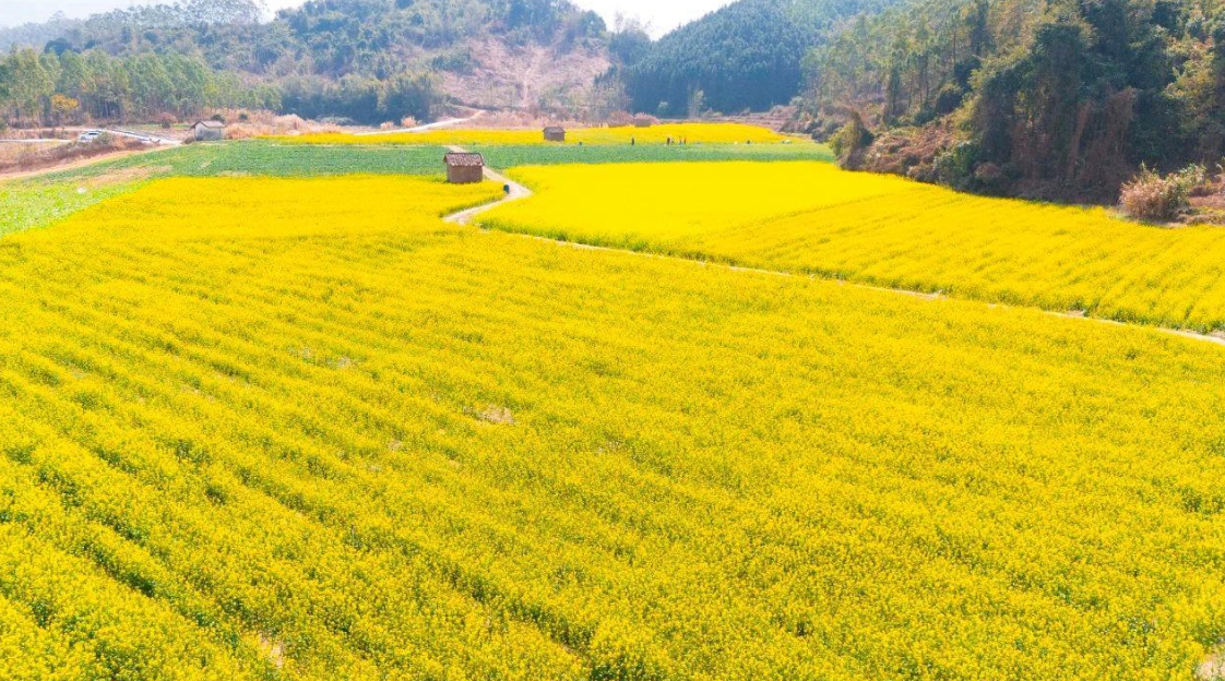 【图集】来清远佛冈，赴一场春日油菜花海之