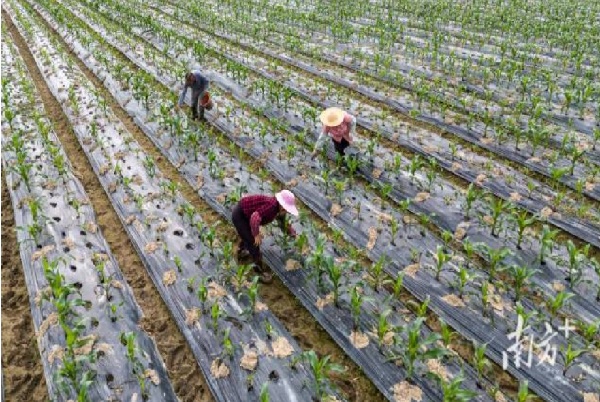 AI下田，如何“爆改”廣東農業？