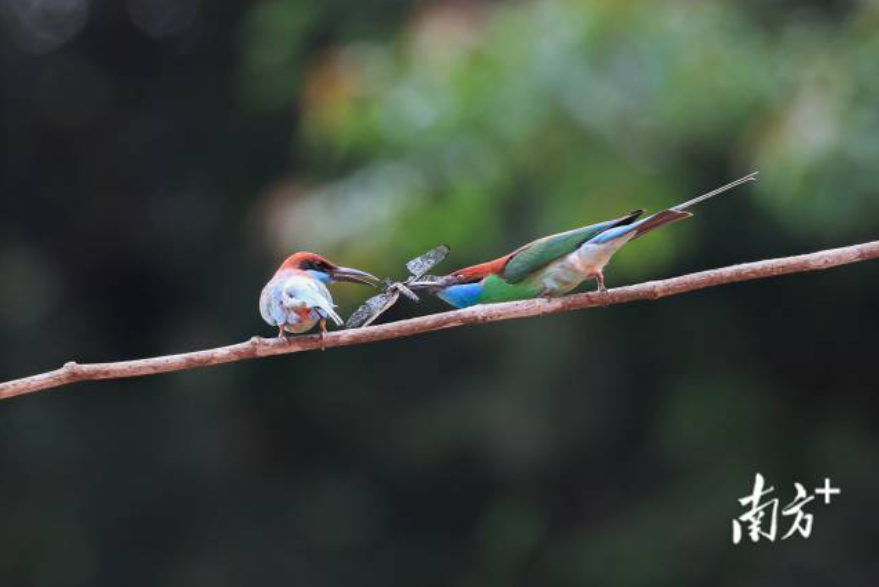 南方+拍客带你“鸟”解大湾区 | 生物多样性看广东
