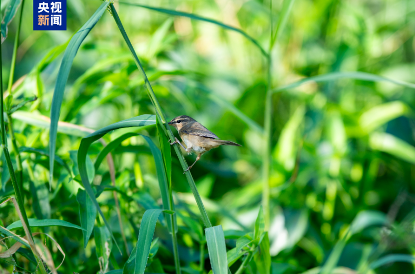 无惧风雨“候鸟”翩翩而至 广交会有何魅力？
