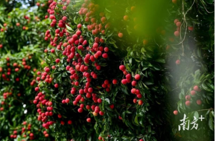 Guangdong maintains dominance in China's agricultural e-commerce