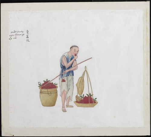 百年外销画里的荔枝：岭南佳果化身中国文化独特符号的进化史