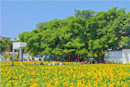 广东四大国际传播平台上线！重磅“推介官”亮相