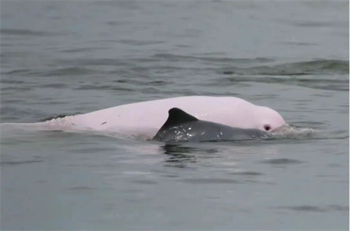 What！十五运吉祥物添丁了？！