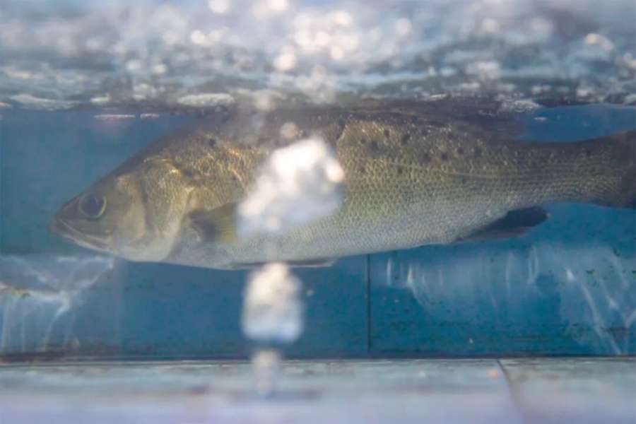 南海到南疆：广东海鲜当日达喀什