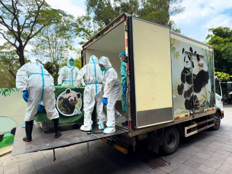 大熊貓「久久」「友友」抵穗 　「國寶迎全運」即將登場