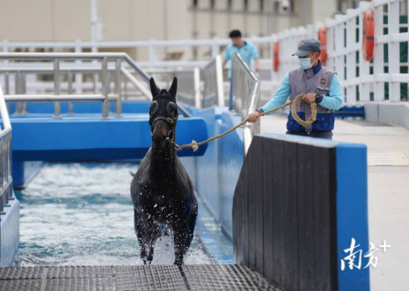 广州：“马城”归来