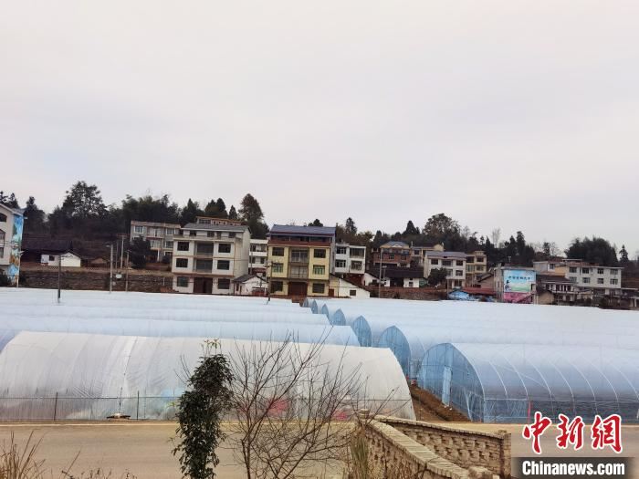 图为瓮阳村草莓大棚。 周燕玲 摄 图为瓮阳村草莓大棚。 周燕玲 摄