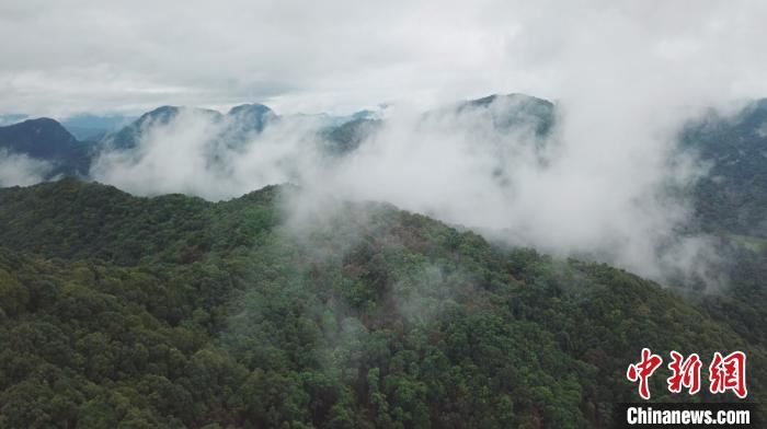 图为中国南方的亚热带常绿阔叶林。　黄健 摄