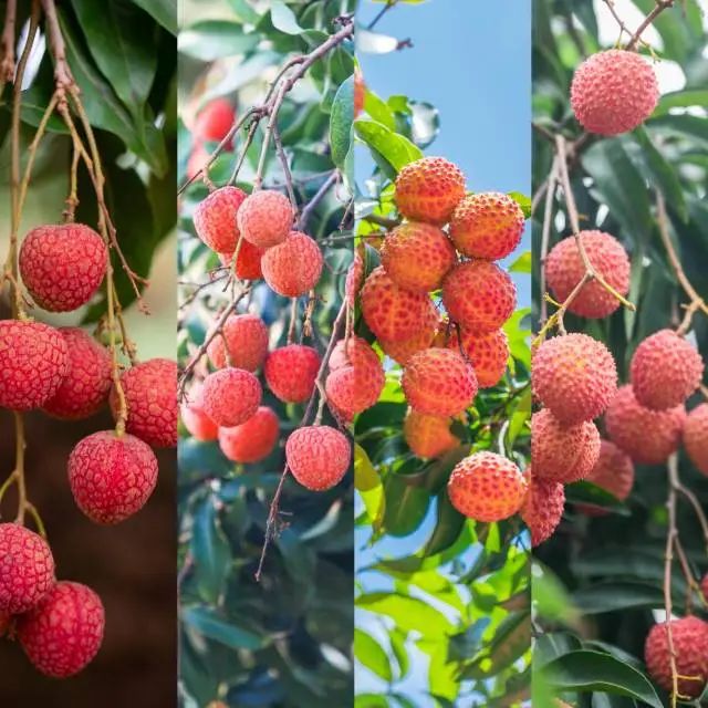 广东：千里荔道千军动