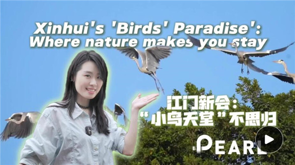 Video｜Xinhui's 'Birds' Paradise': where nature makes you stay