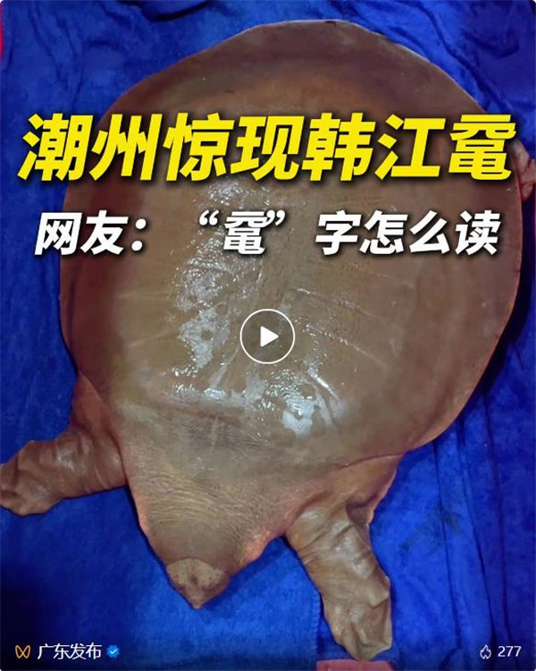 “通天河神兽”现身广东！该物种已生存1.75亿年